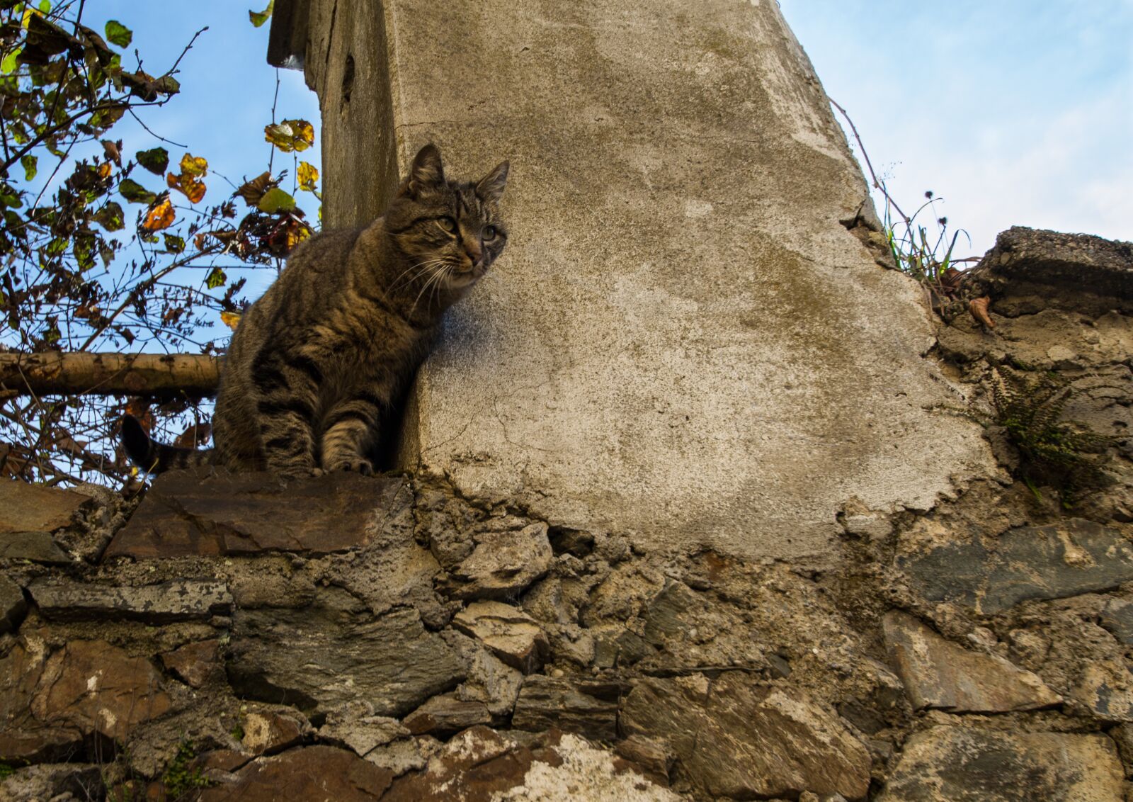 Nikon D3100 sample photo. Cat, wall, autumn photography