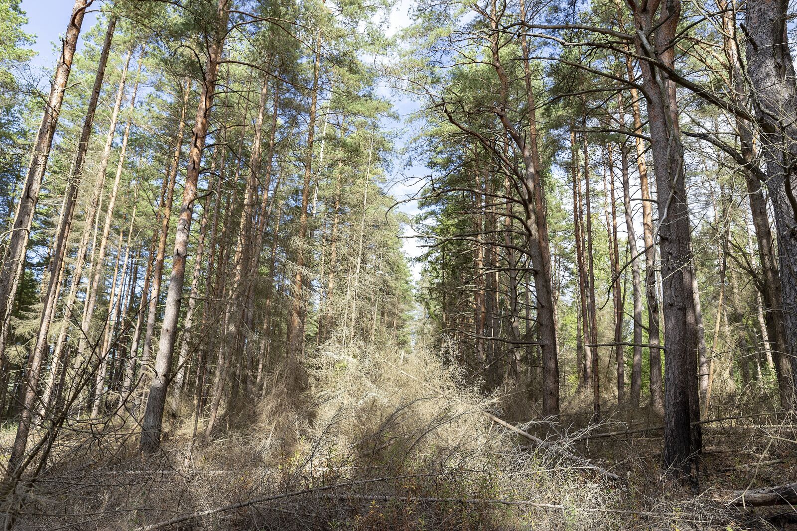 Canon EF 24-70mm F2.8L II USM sample photo. Journey, forest, beauty photography