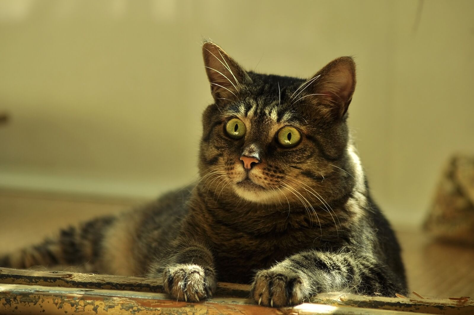 Nikon D90 sample photo. Cat, surprise, attention photography