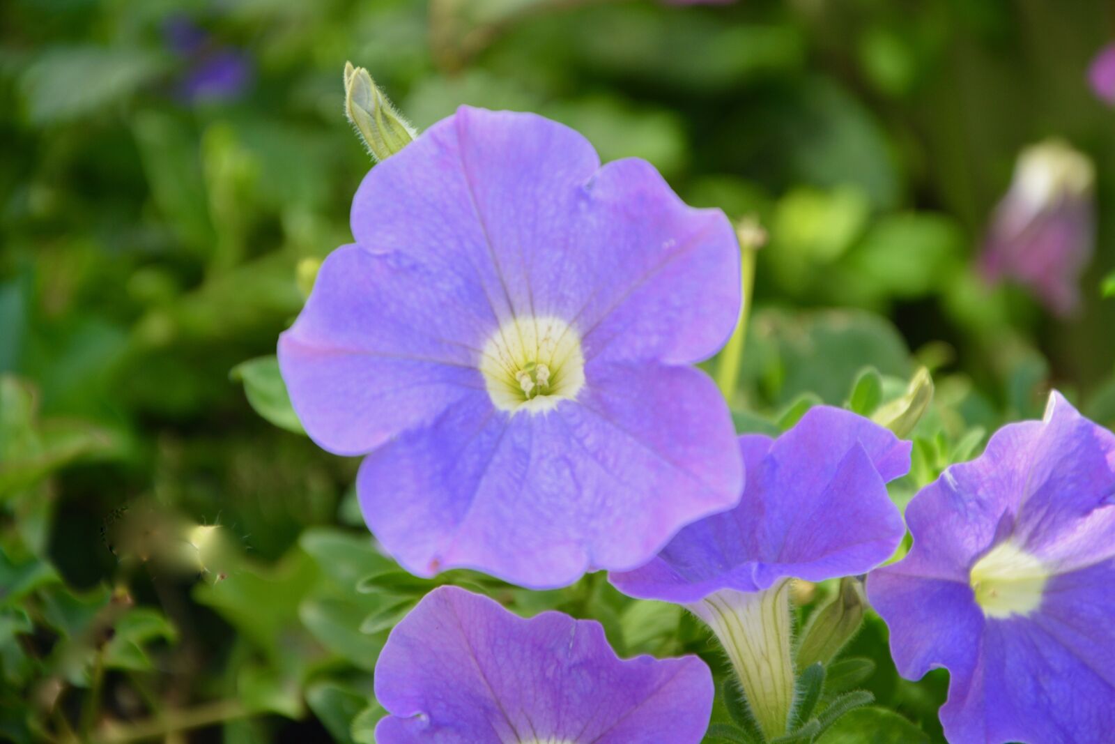 Nikon D5200 sample photo. Flowers purple, plant, garden photography