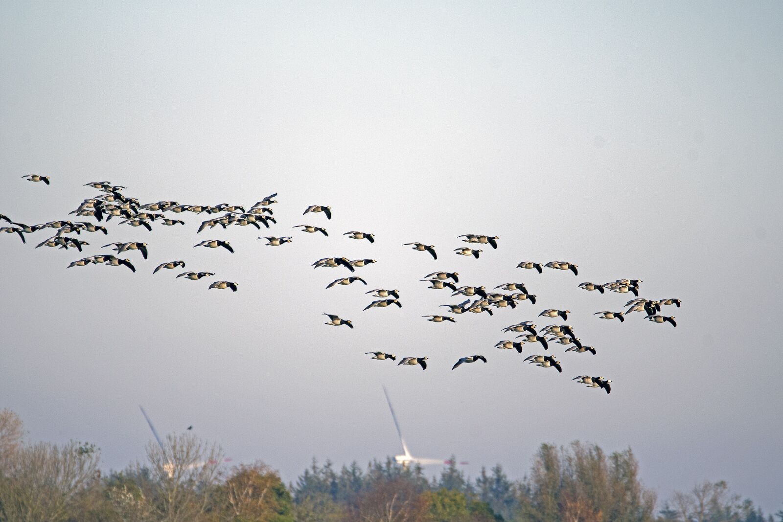 Nikon D500 sample photo. Nun geese, wild geese photography