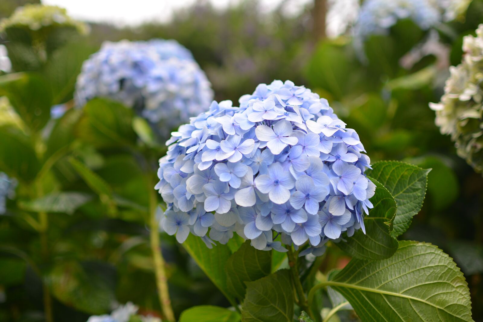 Nikon D5200 sample photo. Hydrangea, blue flowers, flowers photography