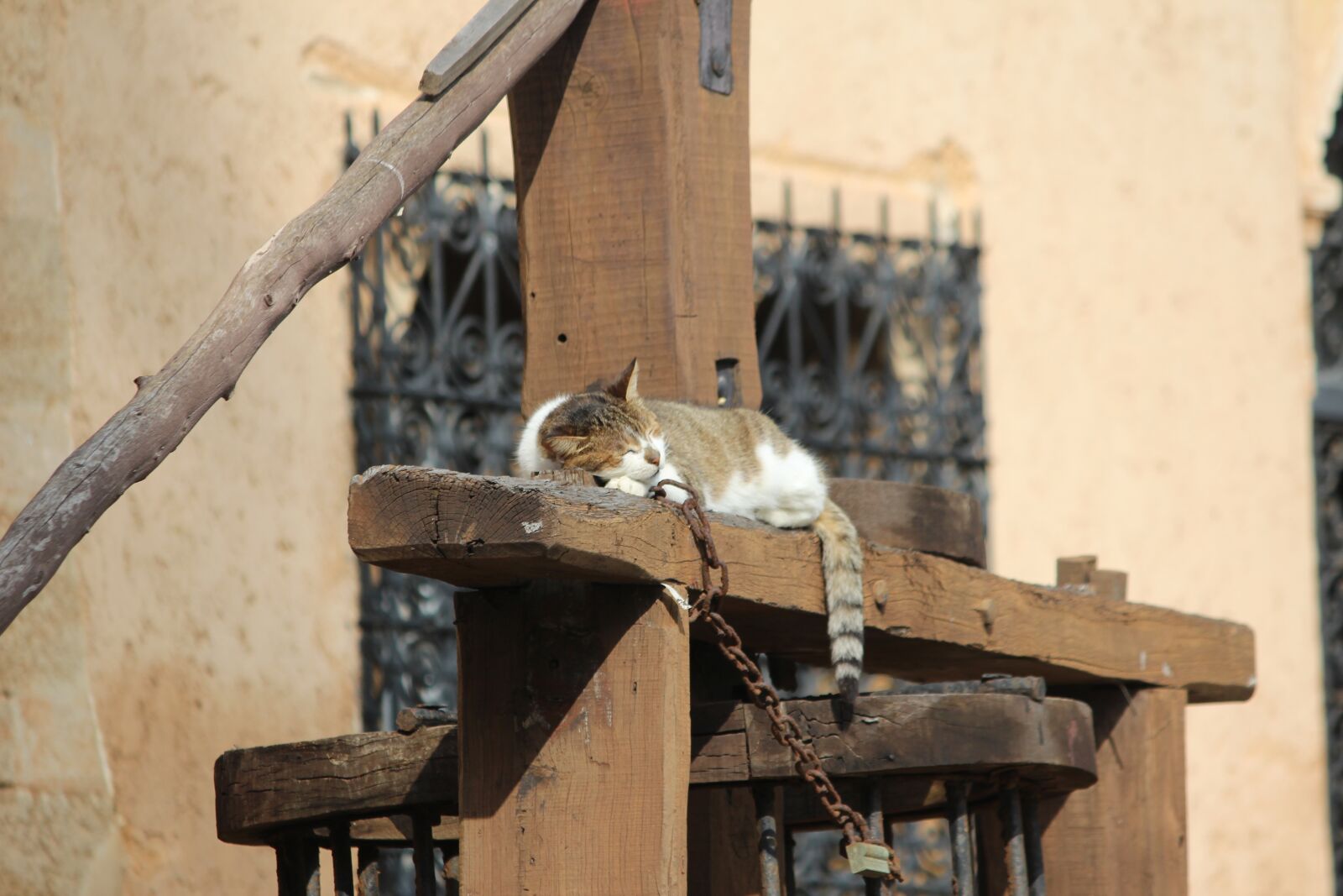 Canon EOS 600D (Rebel EOS T3i / EOS Kiss X5) sample photo. Cat, wood, sleep photography