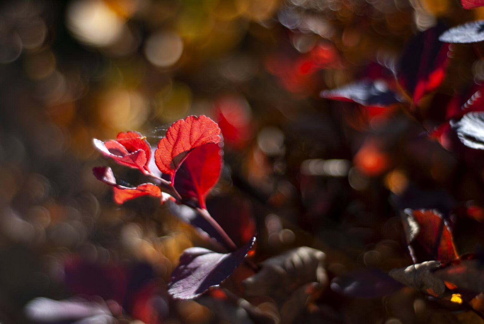 Nikon D80 sample photo. Autumn, colors, leaf photography