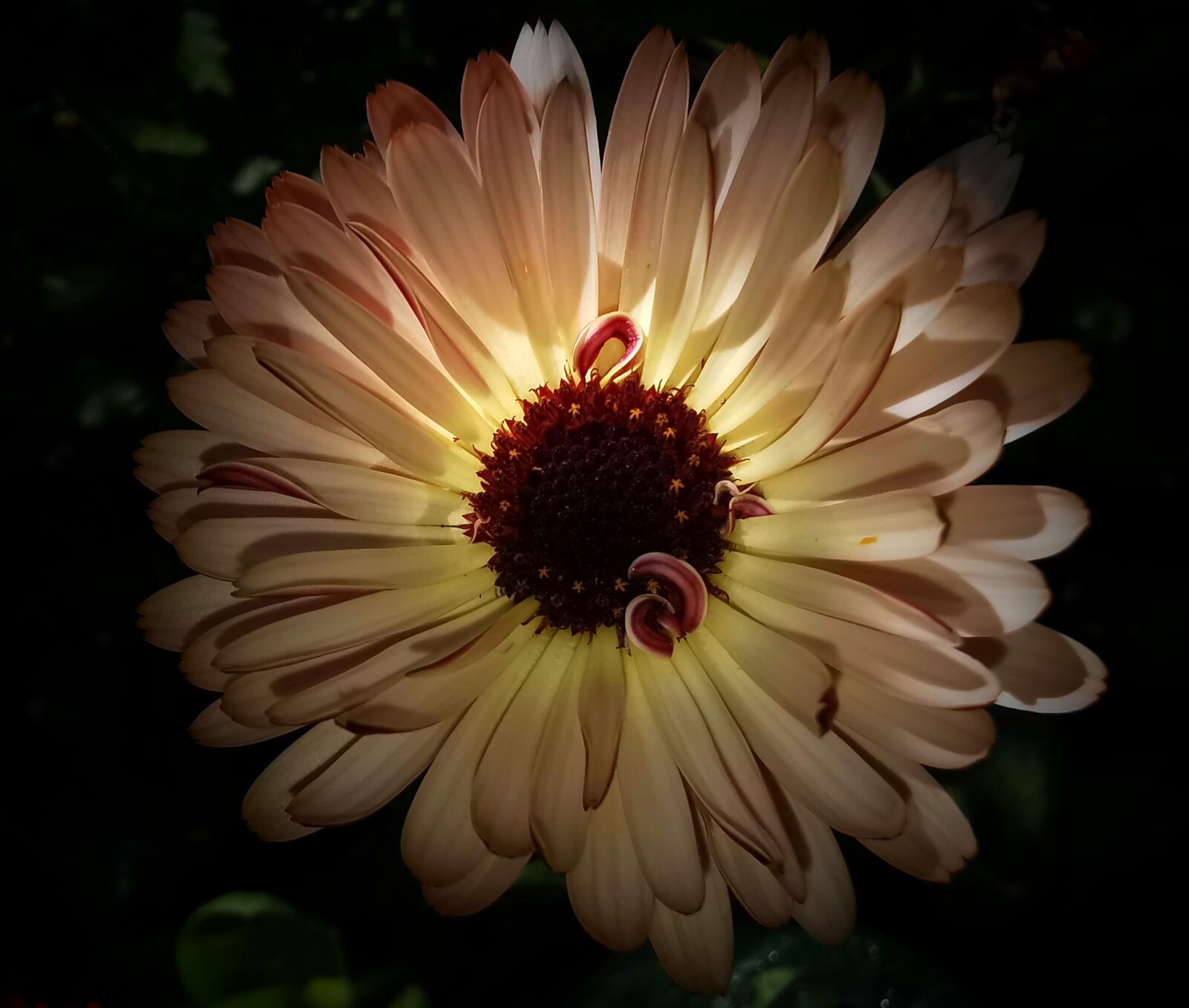 HUAWEI VOG-L29 sample photo. Marigold, blossom, bloom photography