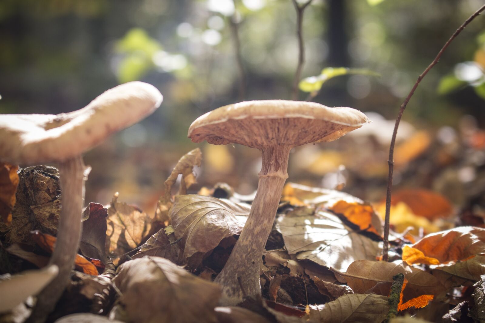 Canon EOS 70D + Canon EF-S 18-55mm F3.5-5.6 IS STM sample photo. Mushrooms, forest mushroom, forest photography