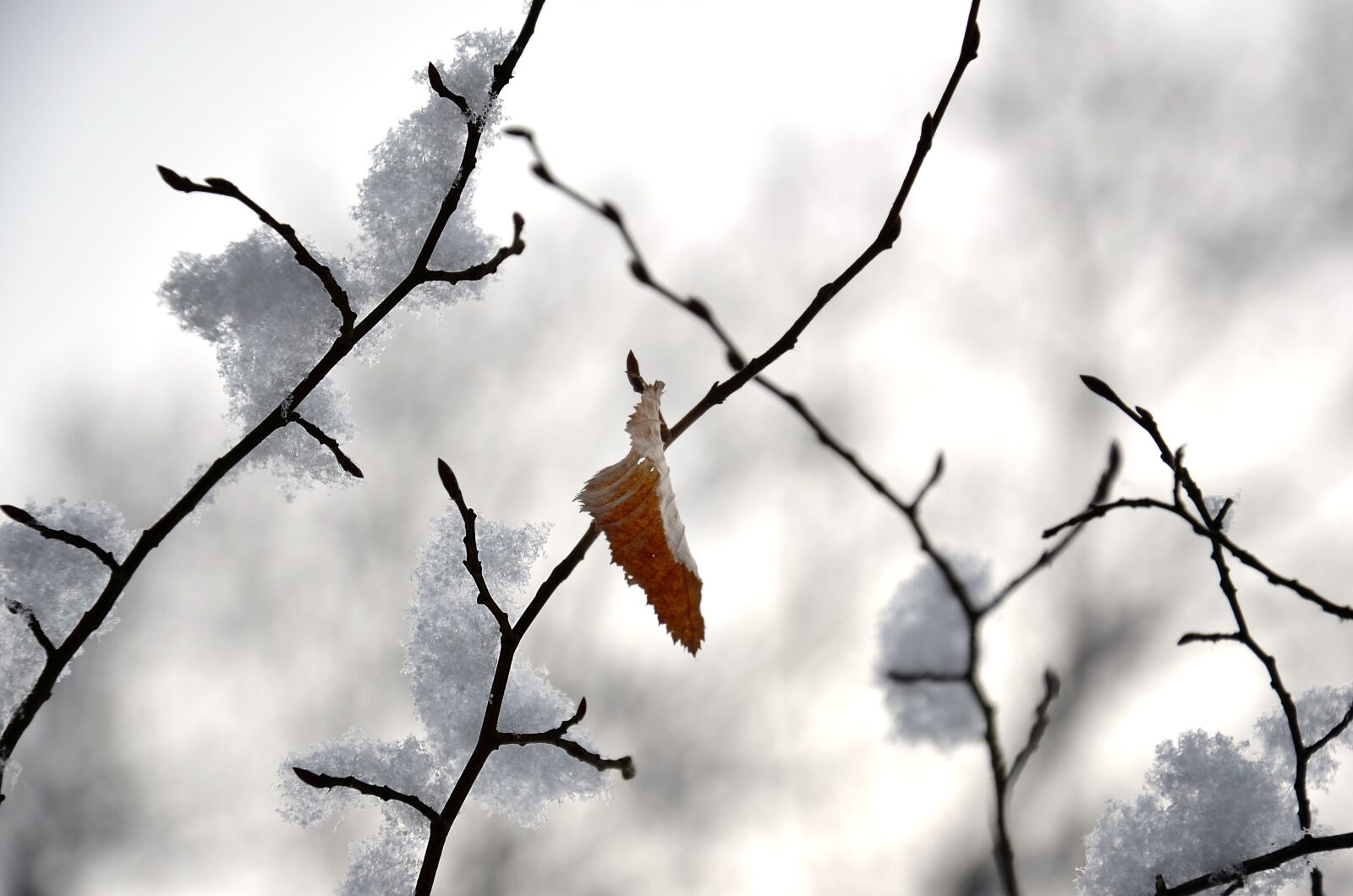Nikon D5100 sample photo. Winter, leaf, nature photography