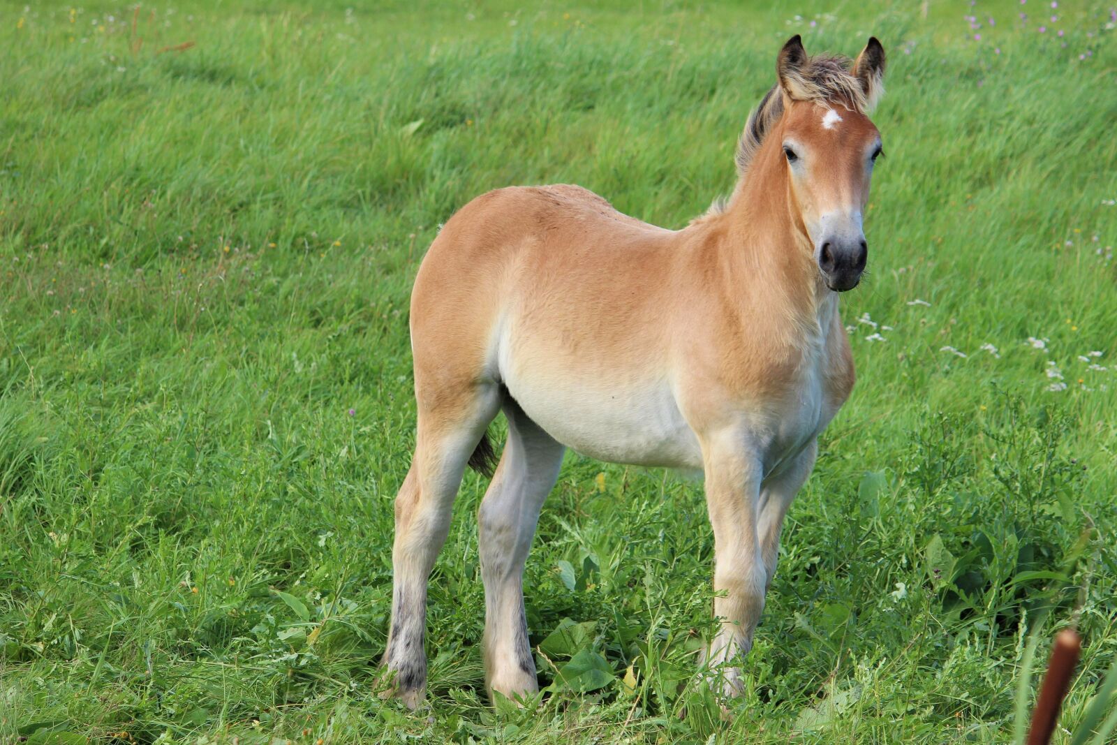 Canon EOS 600D (Rebel EOS T3i / EOS Kiss X5) sample photo. Horses, cold blooded animals photography