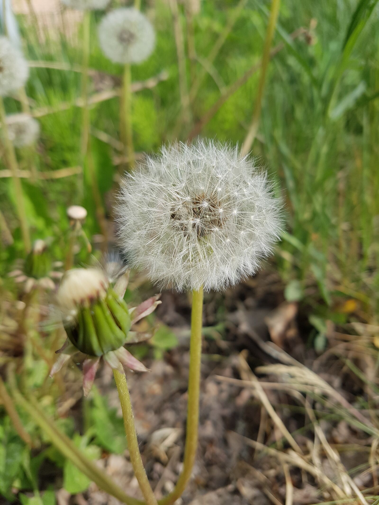 Samsung Galaxy S7 sample photo. Grass, nature, wildflowers photography