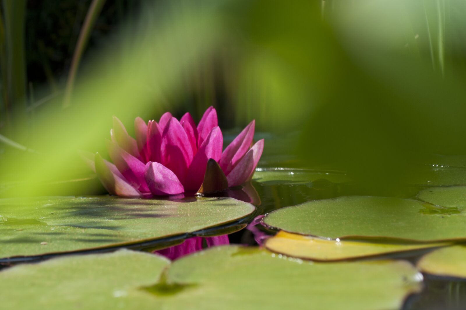 Nikon D5000 sample photo. Water lily, flower, pond photography