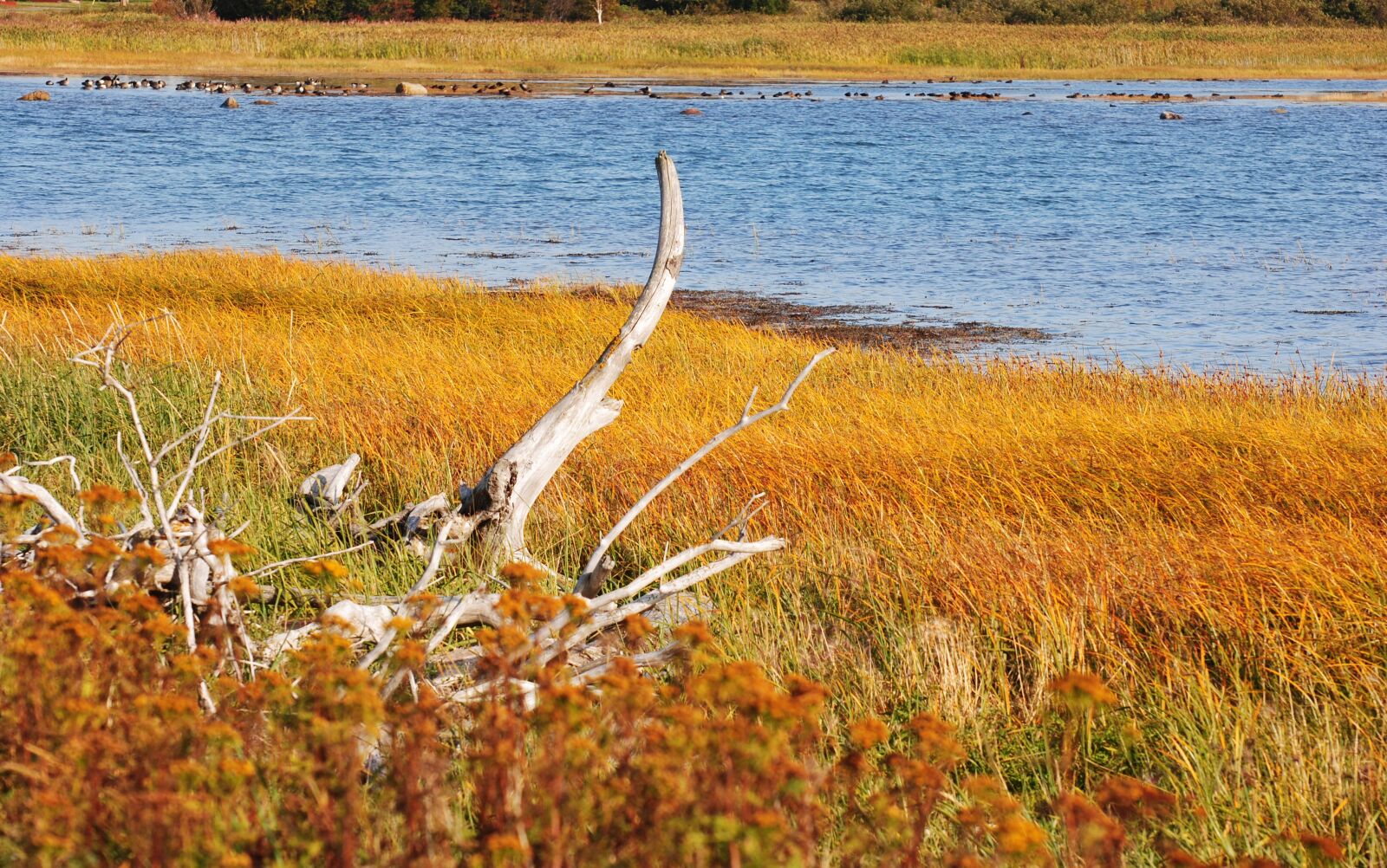 Nikon D3000 sample photo. Marsh, vegetation, fall photography