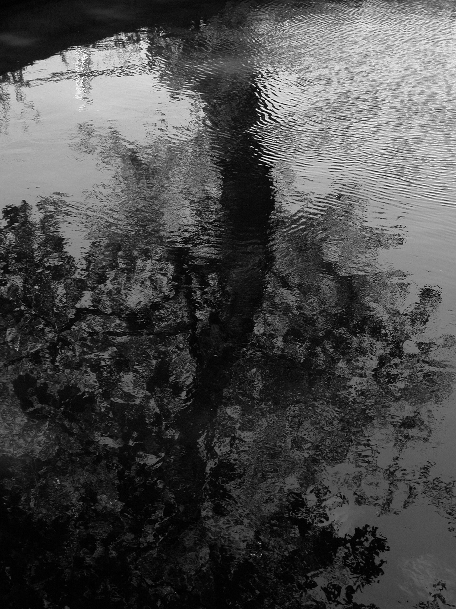 Nikon E5700 sample photo. Nature, water, tree photography