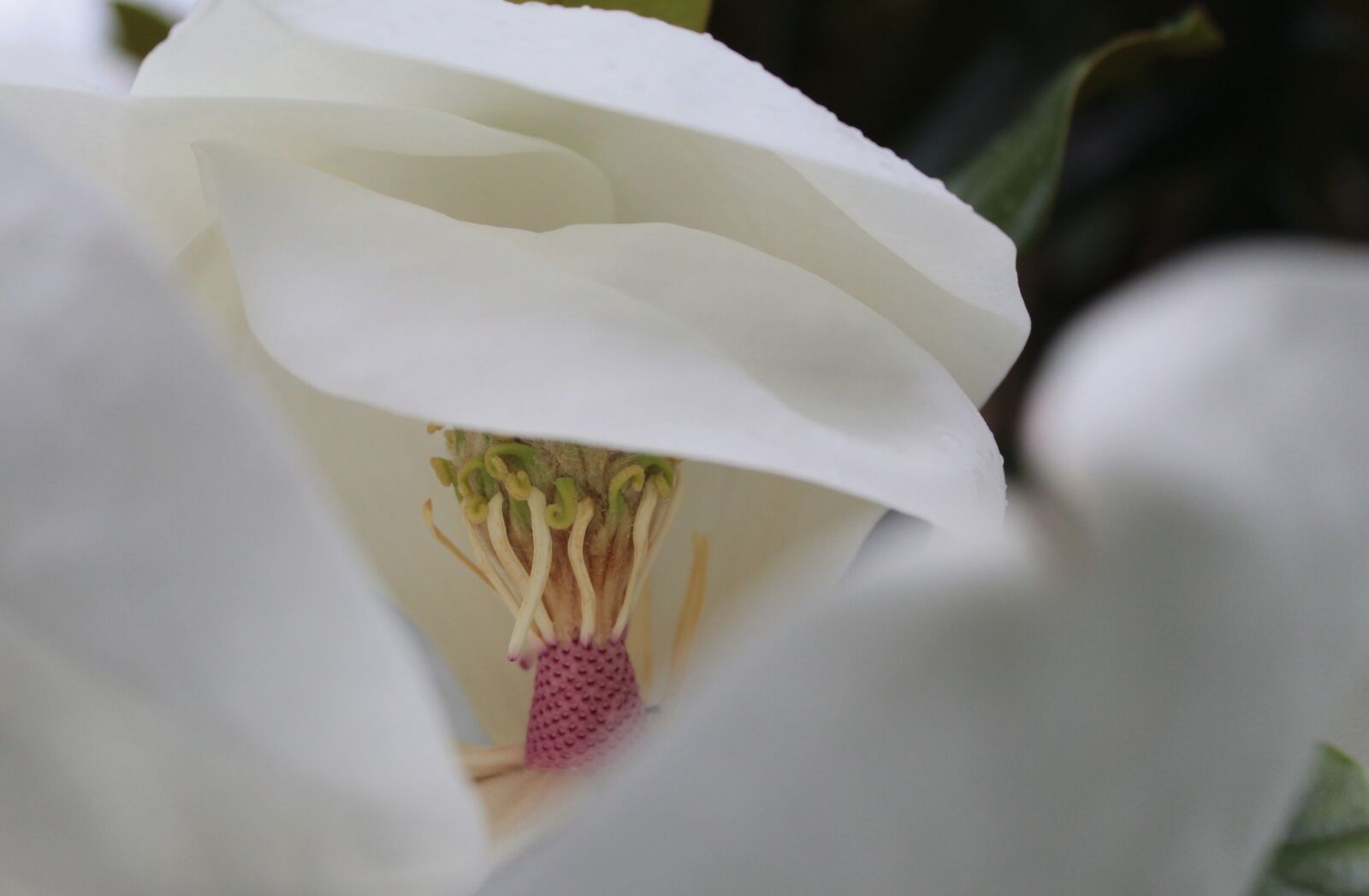 Canon EOS 600D (Rebel EOS T3i / EOS Kiss X5) sample photo. Flowers, garden, petals photography