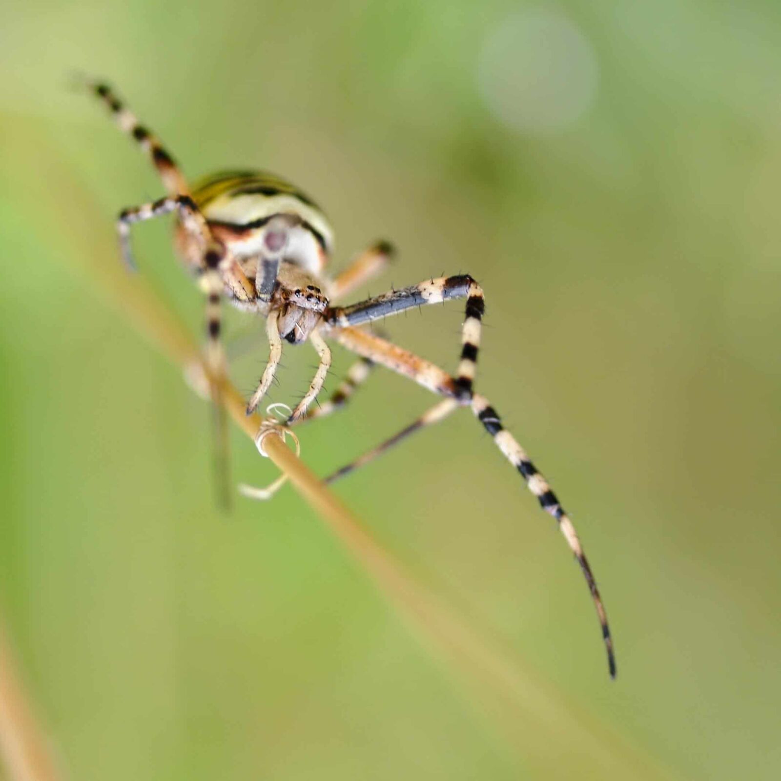 Nikon D300 sample photo. Invertebrate, insect, spider, animal photography