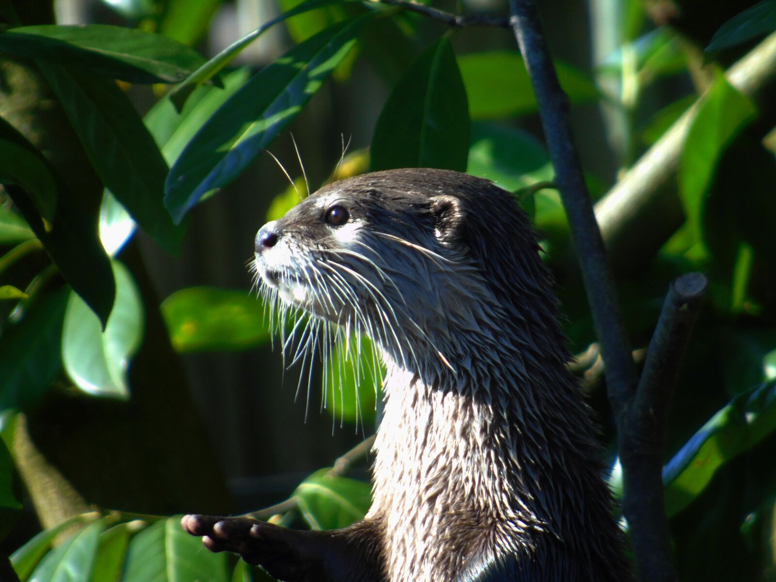 Sony Cyber-shot DSC-H400 sample photo. Nature, wildlife, animal photography