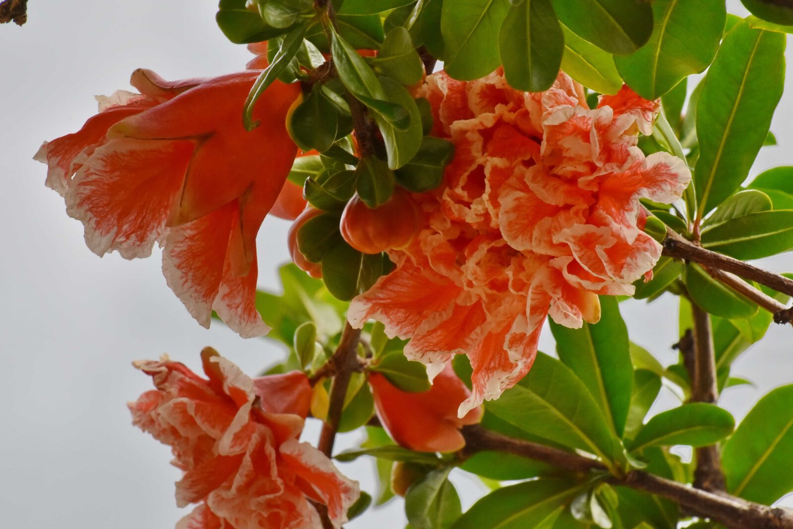 Nikon D5500 sample photo. Flora, shrub, tree, plant photography