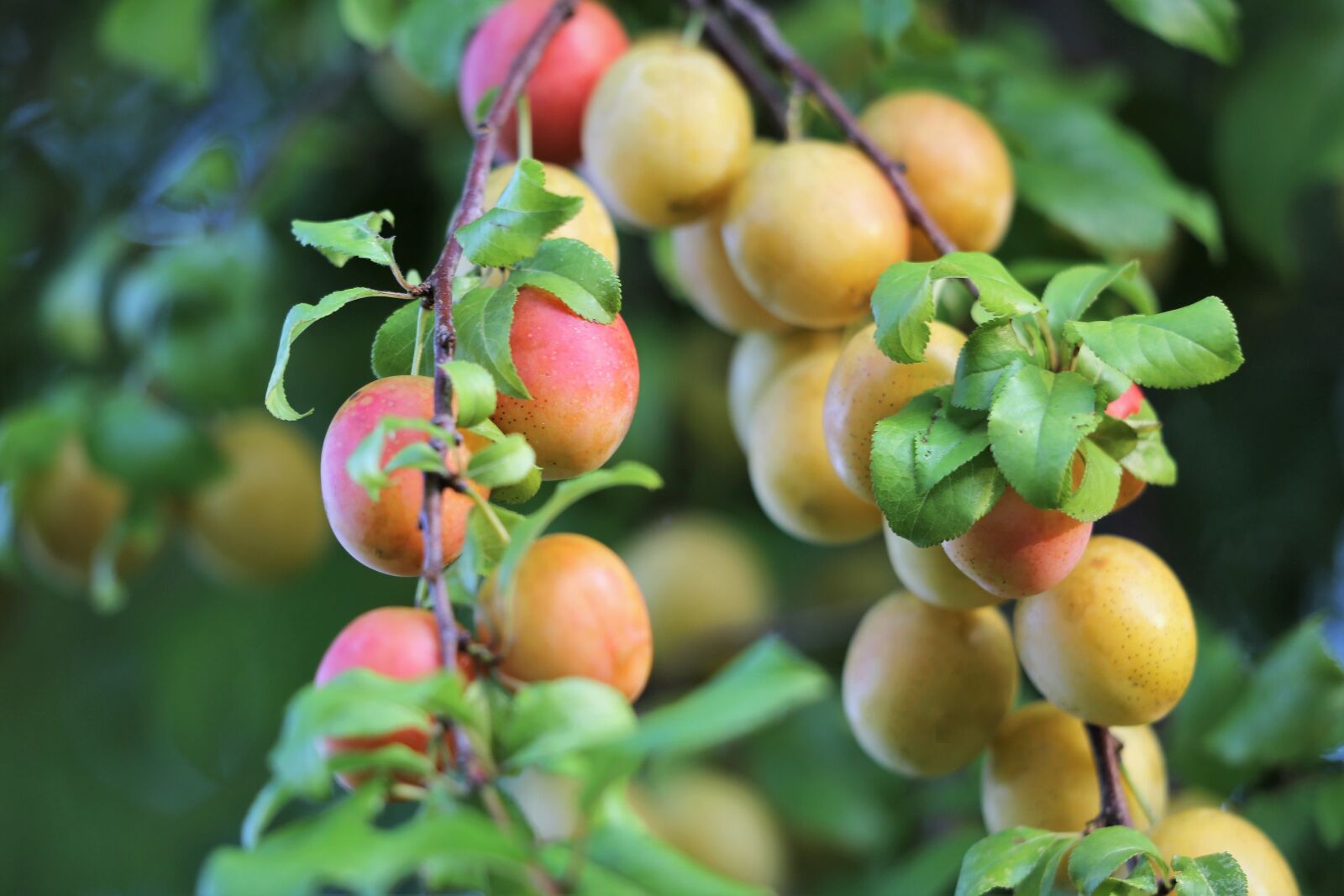 Canon EF 70-300 F4-5.6 IS II USM sample photo. Red plum, fruit, unripe photography
