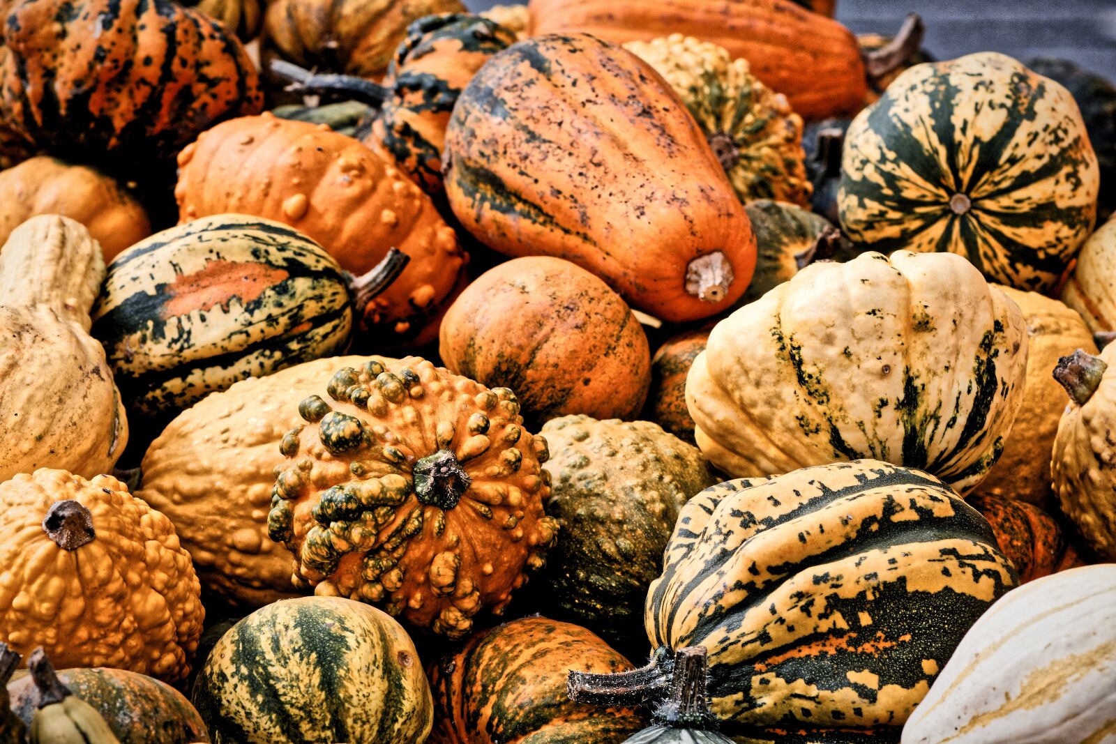 Nikon D7200 sample photo. Pumpkins, colorful, autumn photography