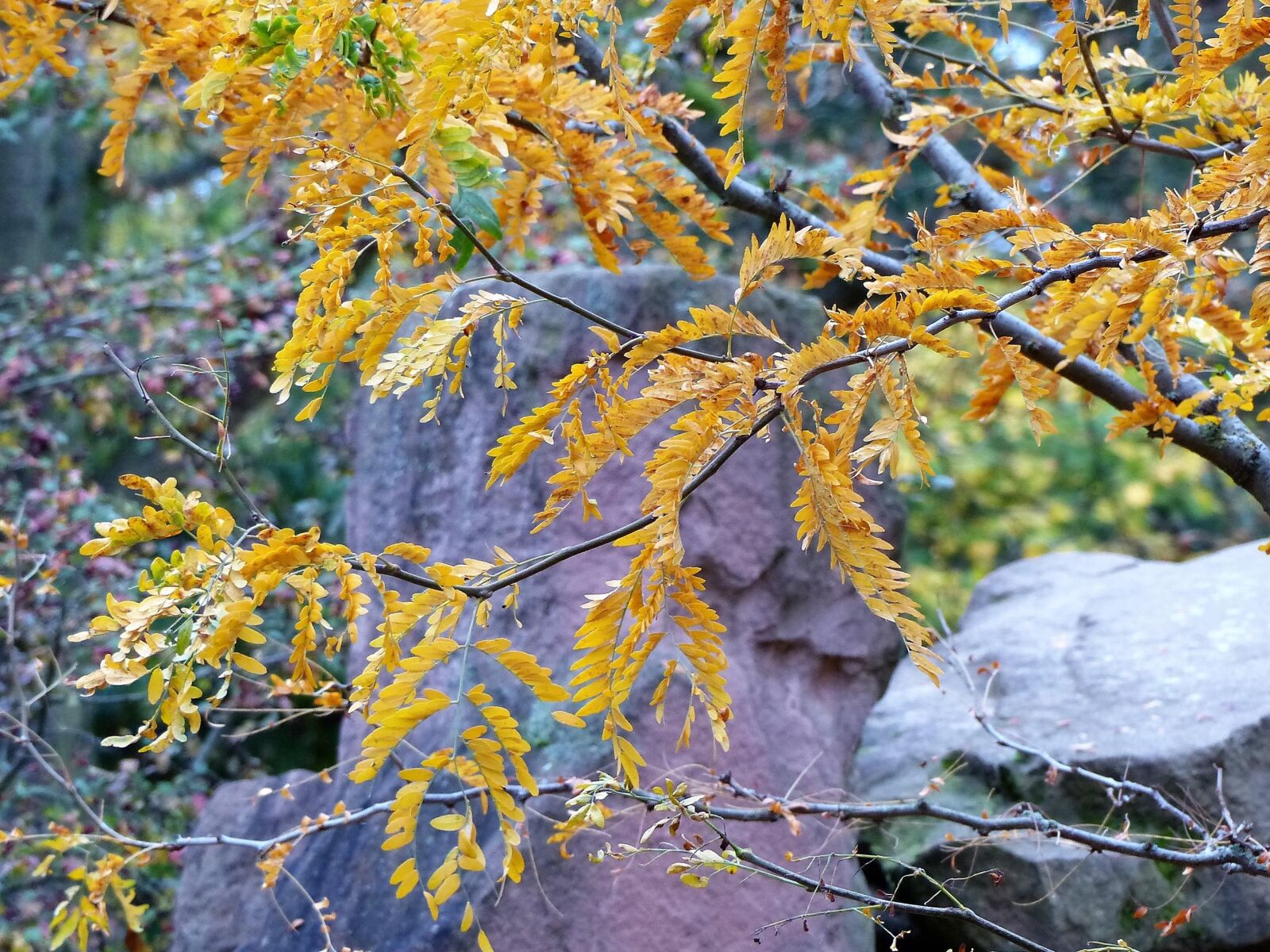 Panasonic Lumix DMC-FZ200 sample photo. Autumn, tree, yellow photography