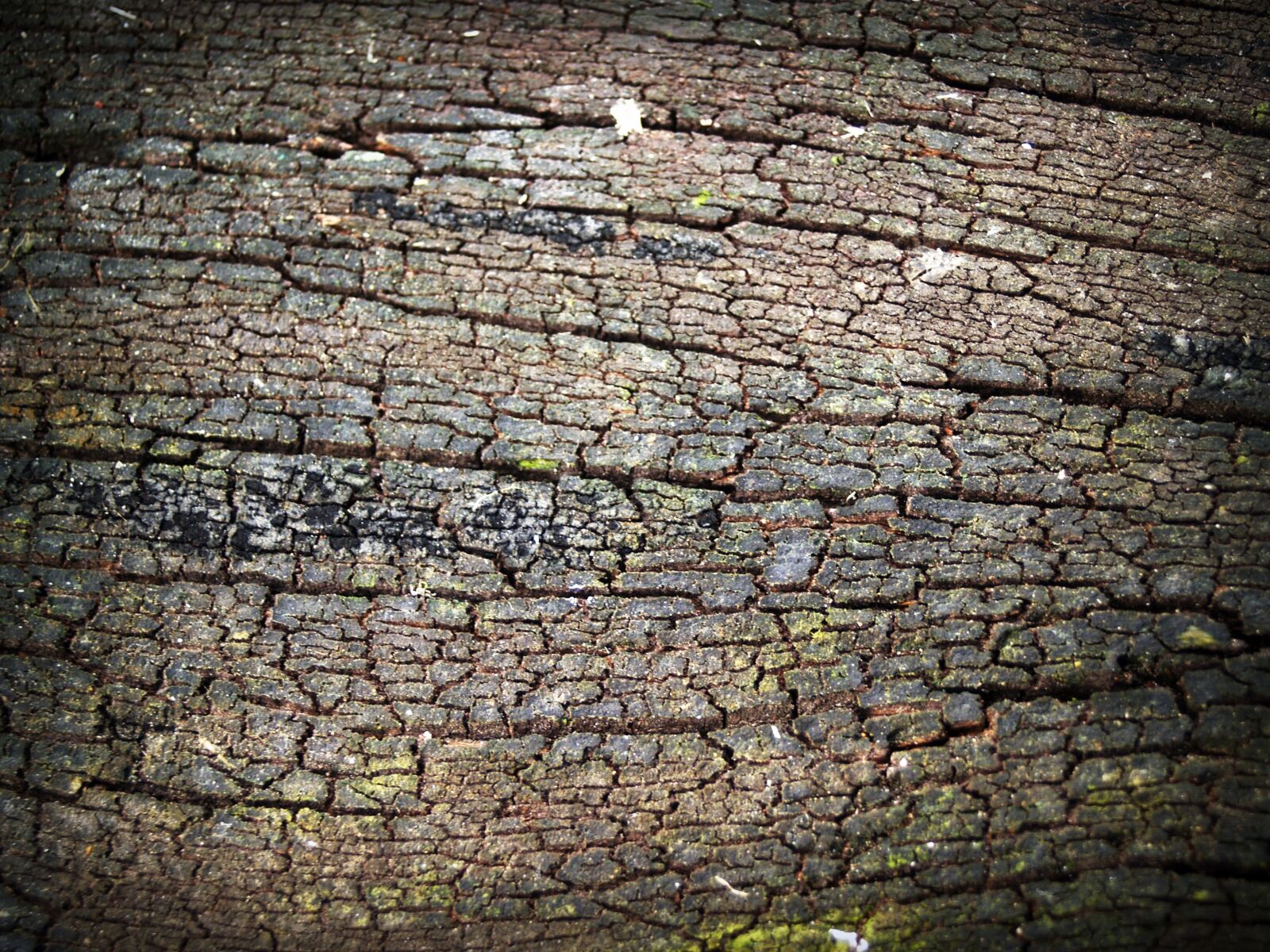 Olympus E-300 (EVOLT E-300) sample photo. Bark, detail, dry, plant photography