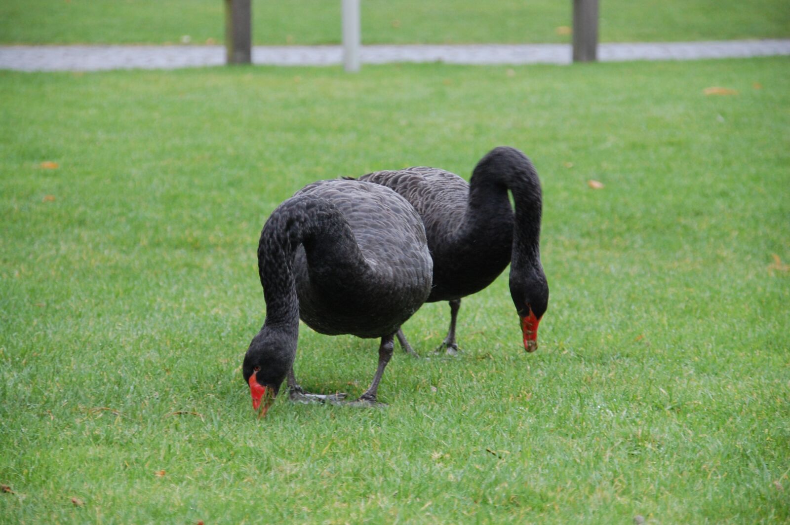 Nikon D40 sample photo. Swans, swan, bird photography