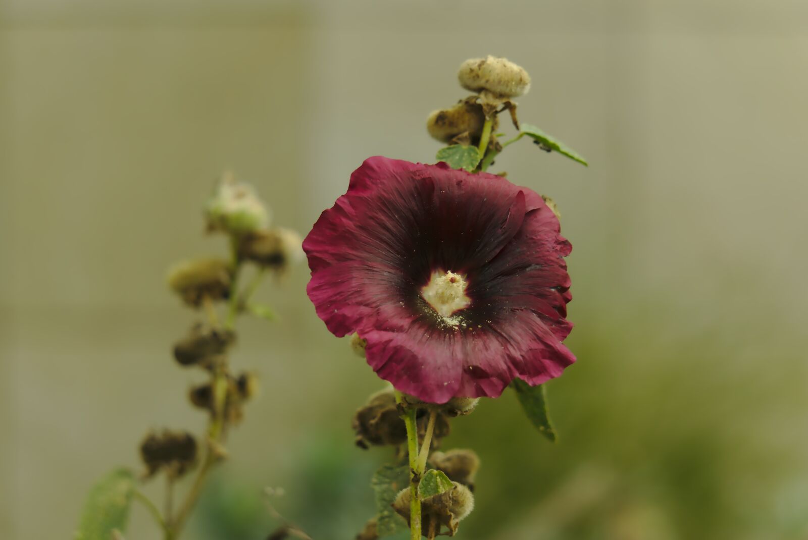 Sony E 55-210mm F4.5-6.3 OSS sample photo. Nature, flower, plant photography