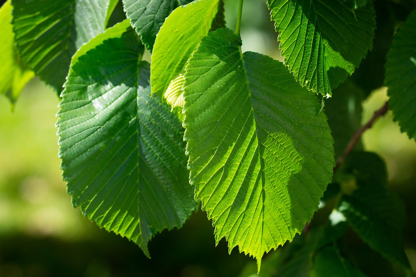 Nikon D7100 sample photo. Leaves, green, leaf structure photography