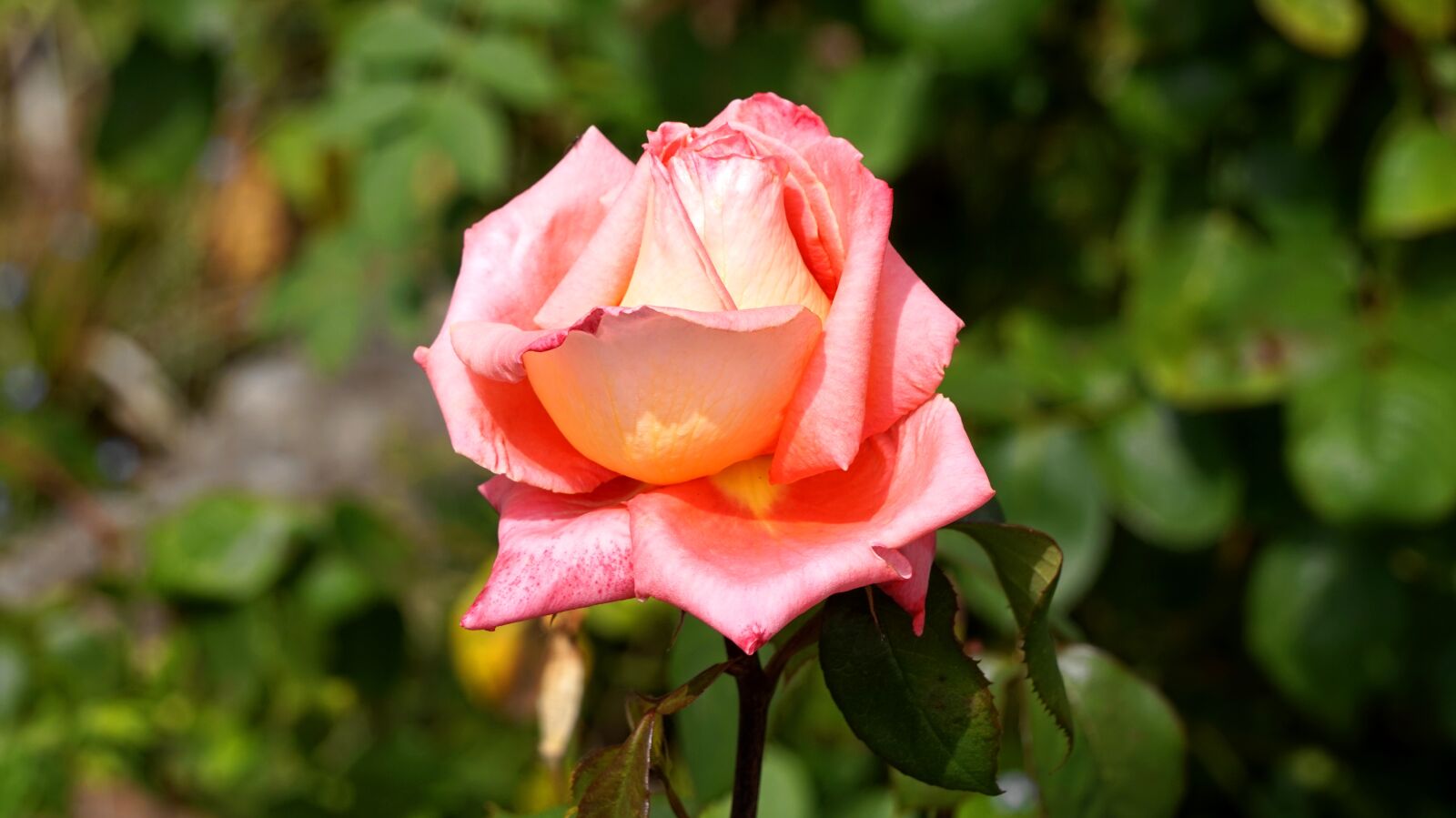 Sony Alpha a5000 (ILCE 5000) + Sony E 55-210mm F4.5-6.3 OSS sample photo. Rose, blossom, bloom photography