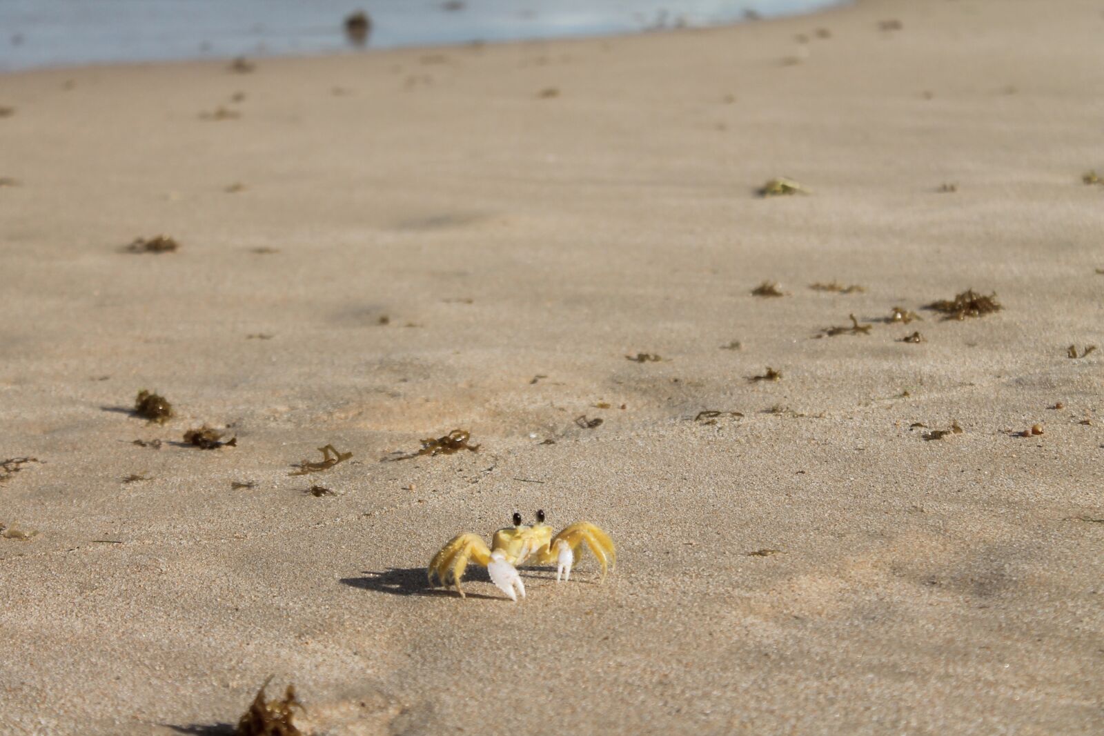 Canon EOS 1100D (EOS Rebel T3 / EOS Kiss X50) sample photo. Crab, sea, beach photography