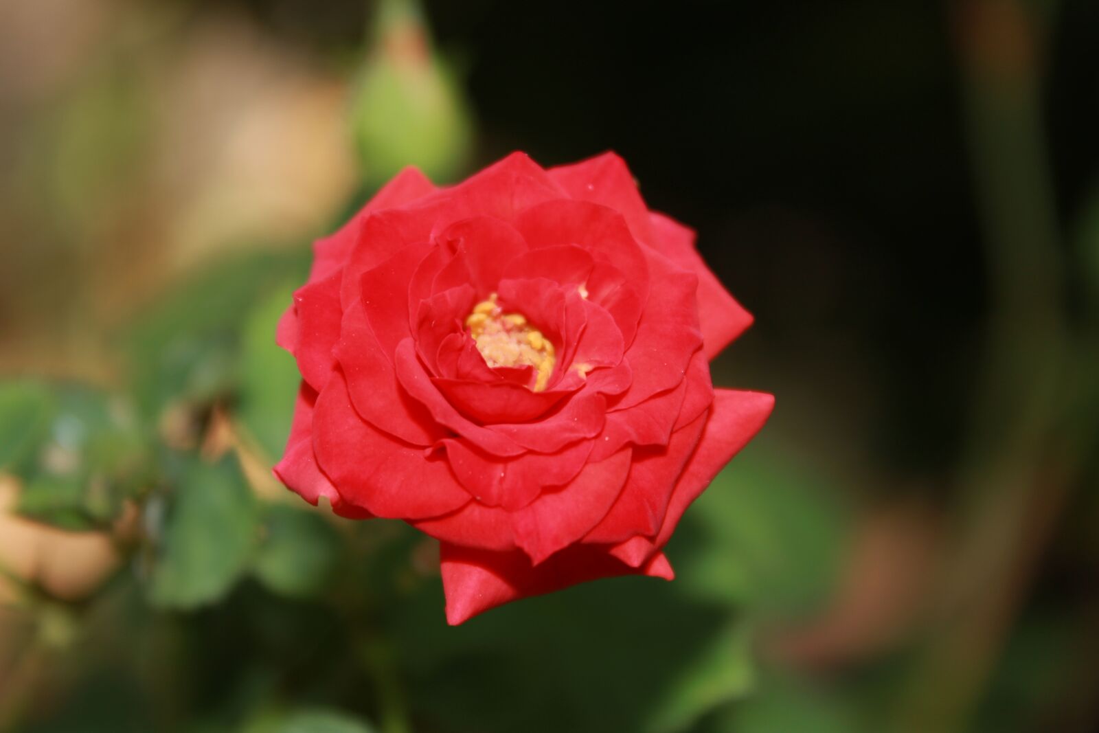 Canon EOS 2000D (EOS Rebel T7 / EOS Kiss X90 / EOS 1500D) sample photo. Rose, red, flower photography