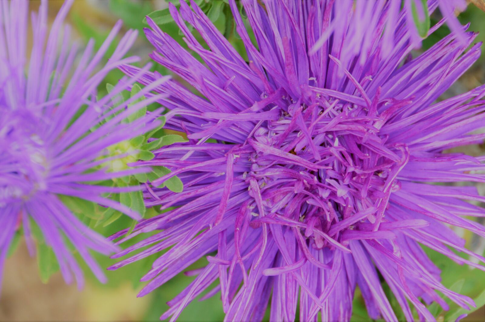 Nikon D3200 sample photo. Flower, decoration, garden photography