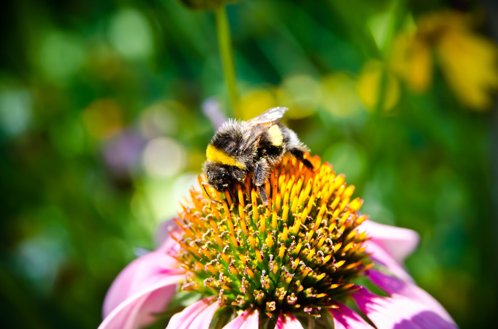 Nikon D7000 sample photo. Bee, bee collectiong pollen photography
