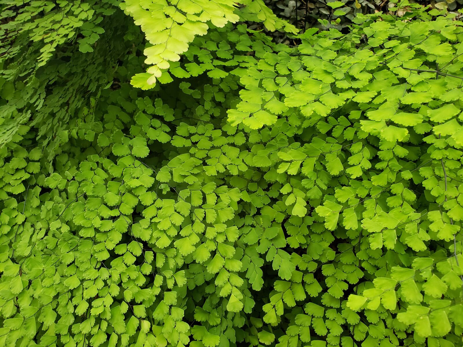Samsung Galaxy S9+ sample photo. Nature, leaves, green photography