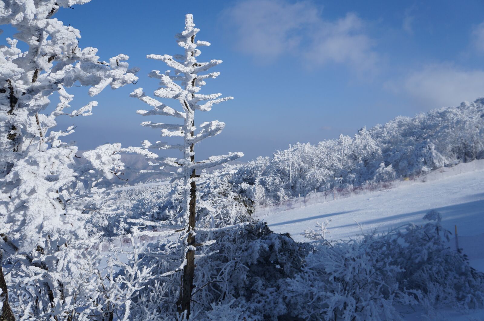 Sony Alpha NEX-F3 + Sony E 18-55mm F3.5-5.6 OSS sample photo. Snow, winter, frozen photography