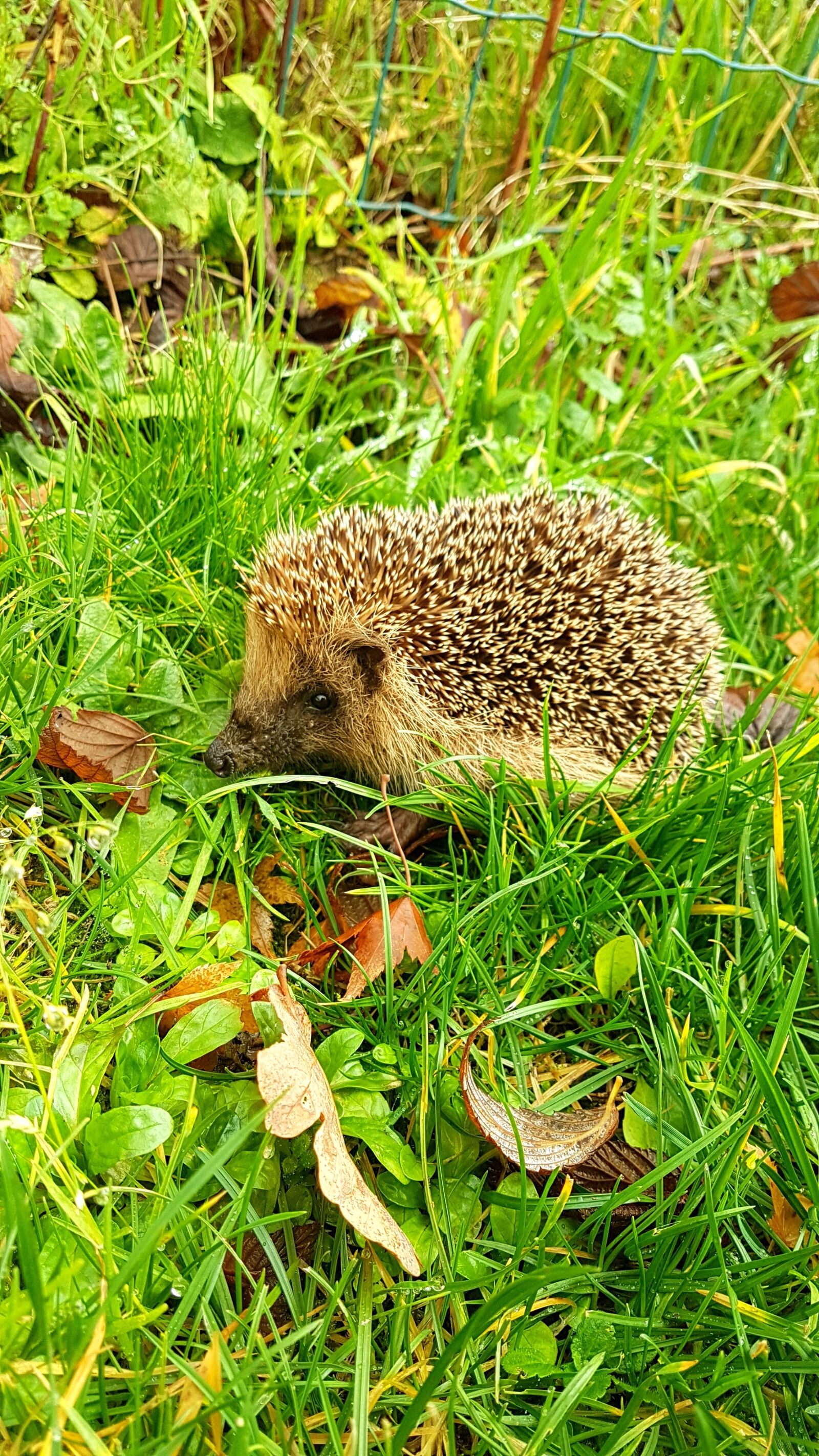 Samsung Galaxy S7 Edge sample photo. Nature, lawn, outdoor photography