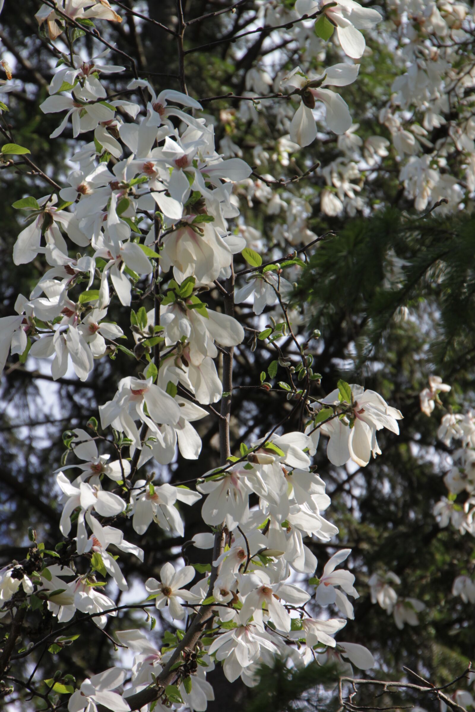 Canon EOS 500D (EOS Rebel T1i / EOS Kiss X3) sample photo. Blooming, flowers, magnolia photography