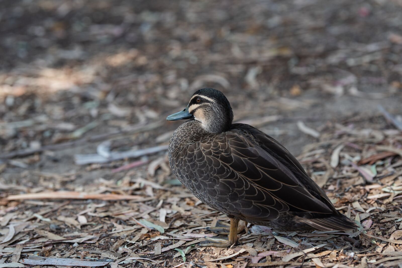 Nikon D750 sample photo. Pacific black duck, duck photography