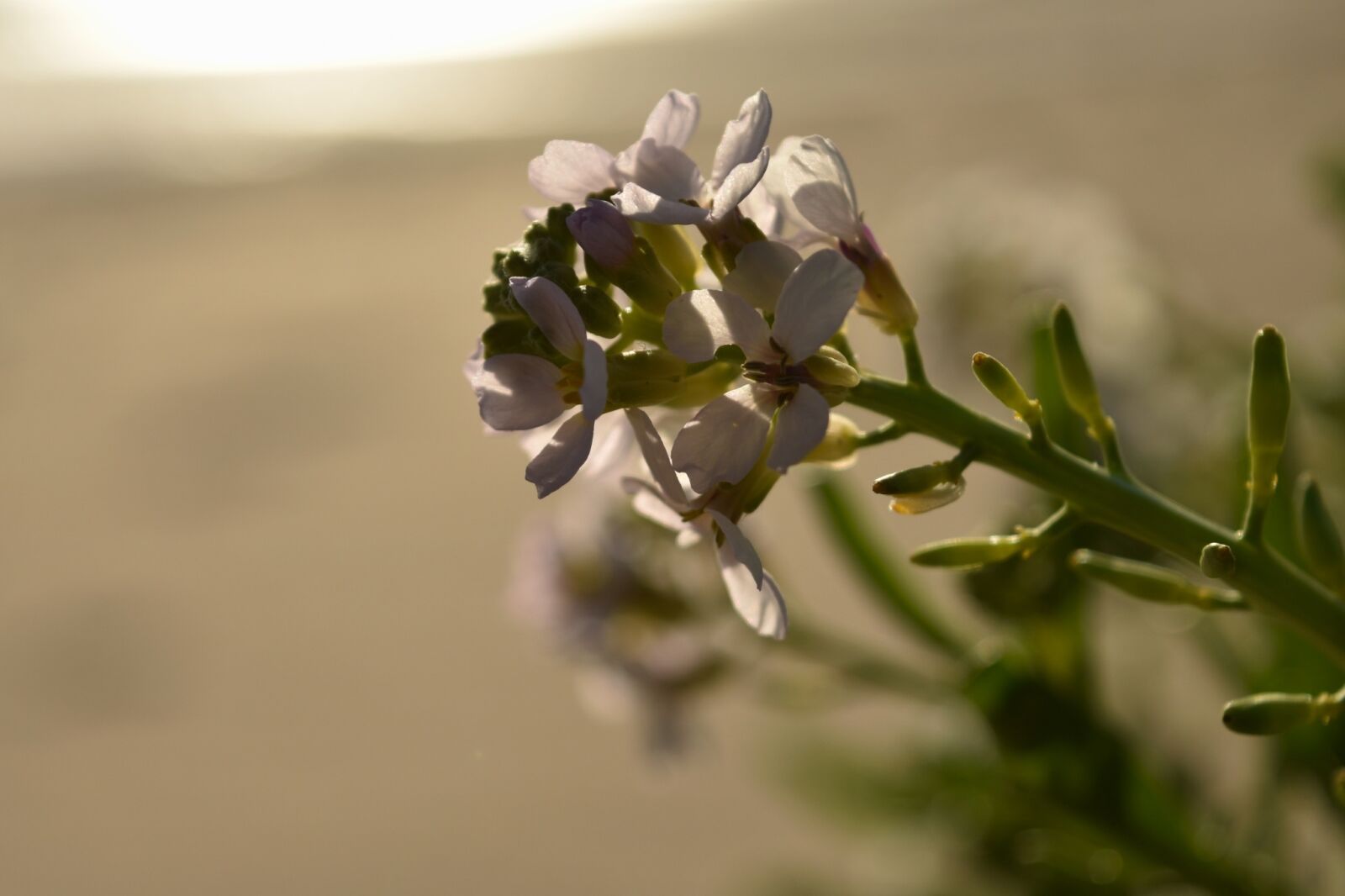 Nikon D5500 sample photo. Flower, morning, light photography