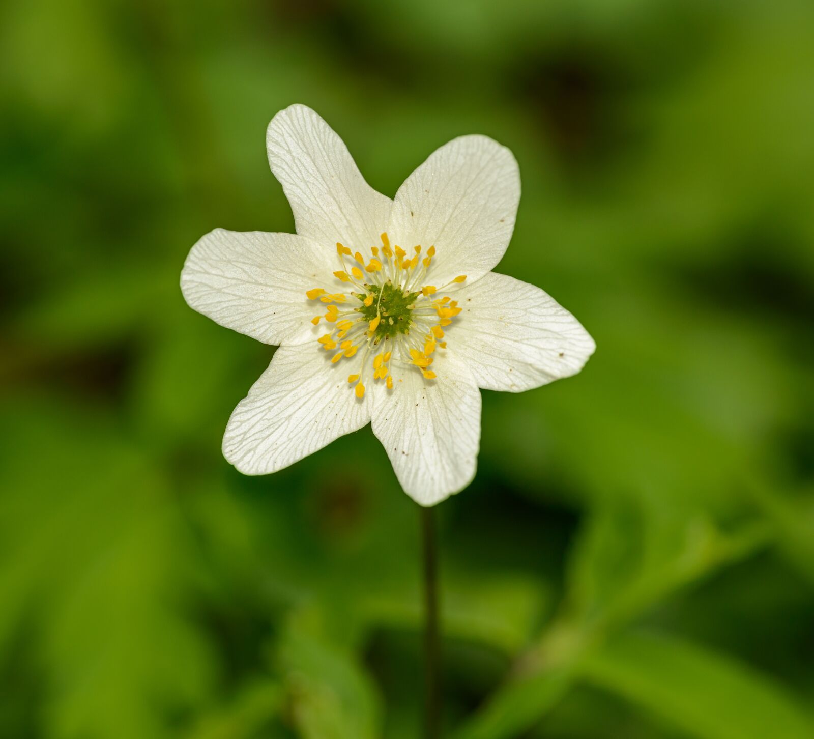 Nikon D800E sample photo. Anemone, flower, white photography