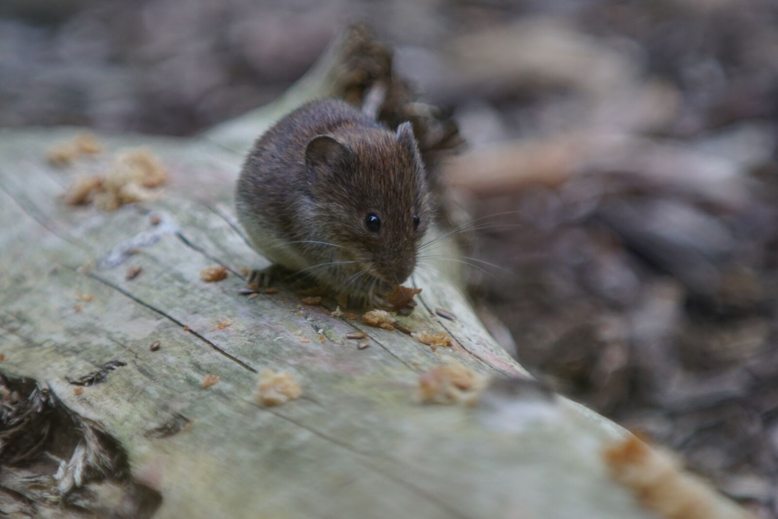 Minolta/Sony AF 70-200mm F2.8 G sample photo. Garden, forest mouse, bosmuis photography