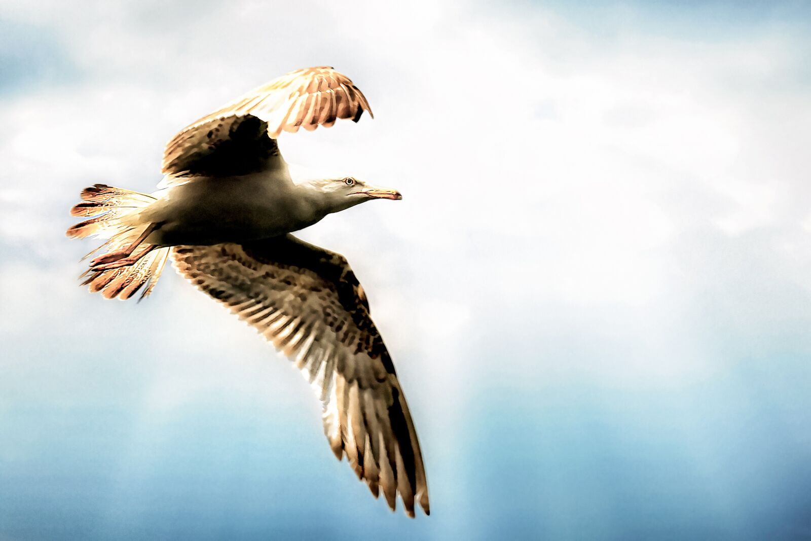 Nikon D3S sample photo. Seagull, bird, fly photography