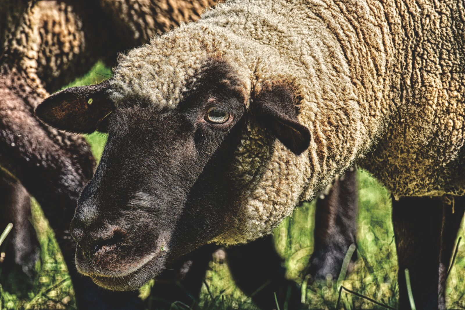 Nikon D7200 sample photo. Sheep, animal, curious photography