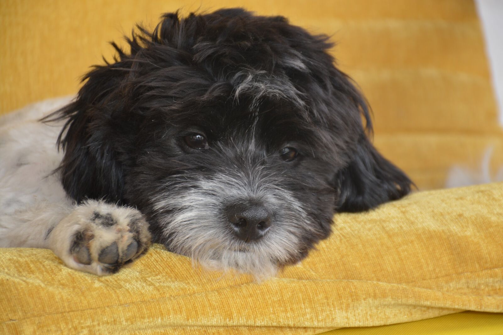 Nikon D3200 sample photo. Perrito, animal, mascota photography