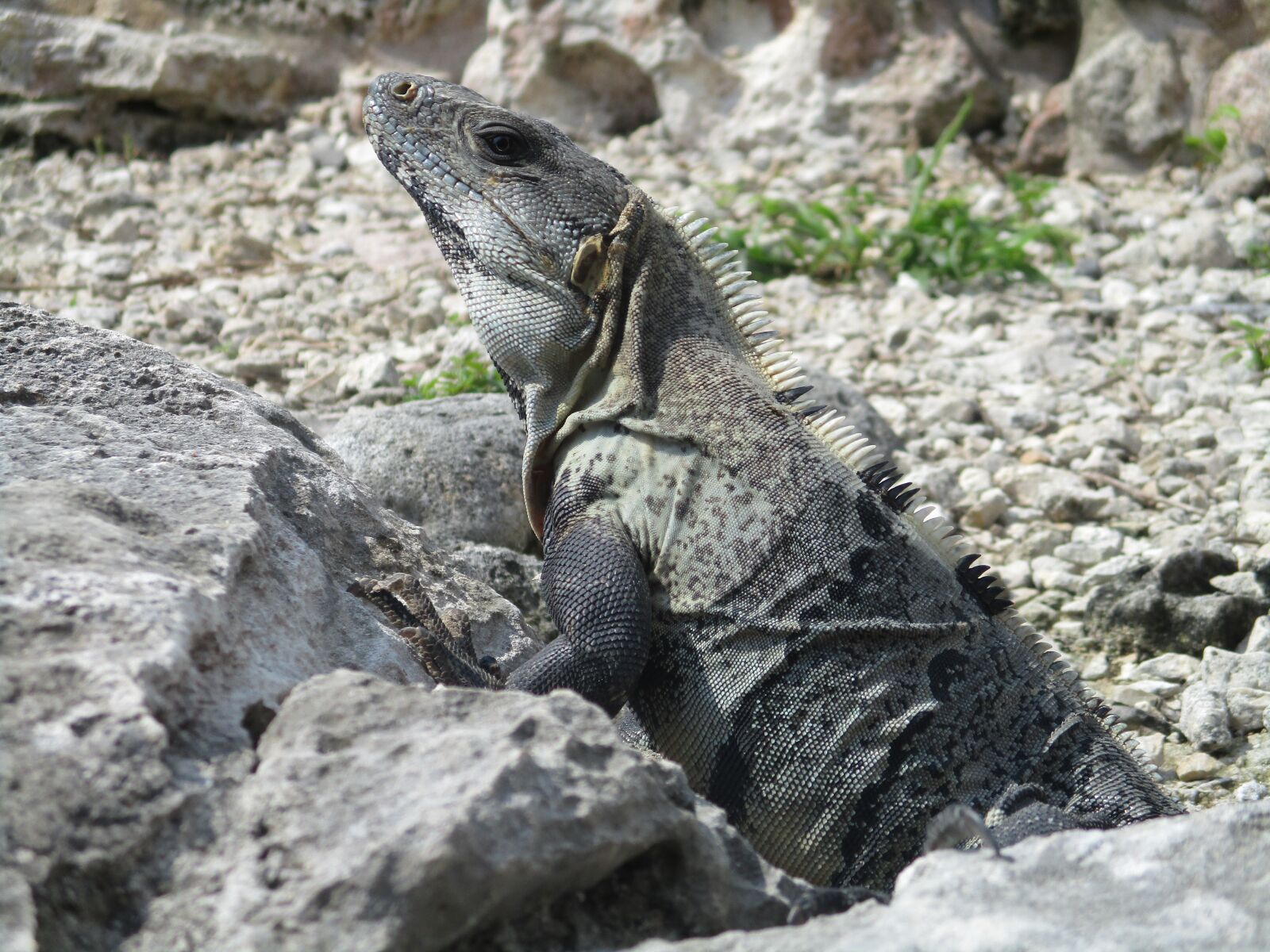 Canon PowerShot ELPH 180 (IXUS 175 / IXY 180) sample photo. Iguana, mexico, reptile photography