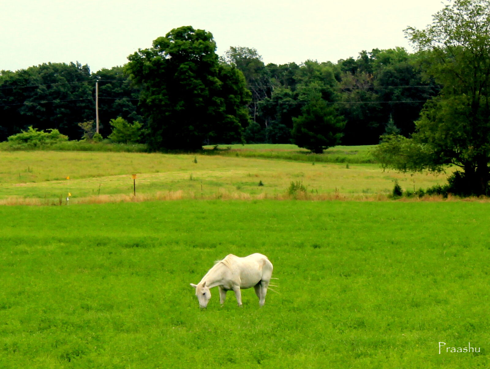 Canon EOS 1200D (EOS Rebel T5 / EOS Kiss X70 / EOS Hi) sample photo. Green, horse, nature photography
