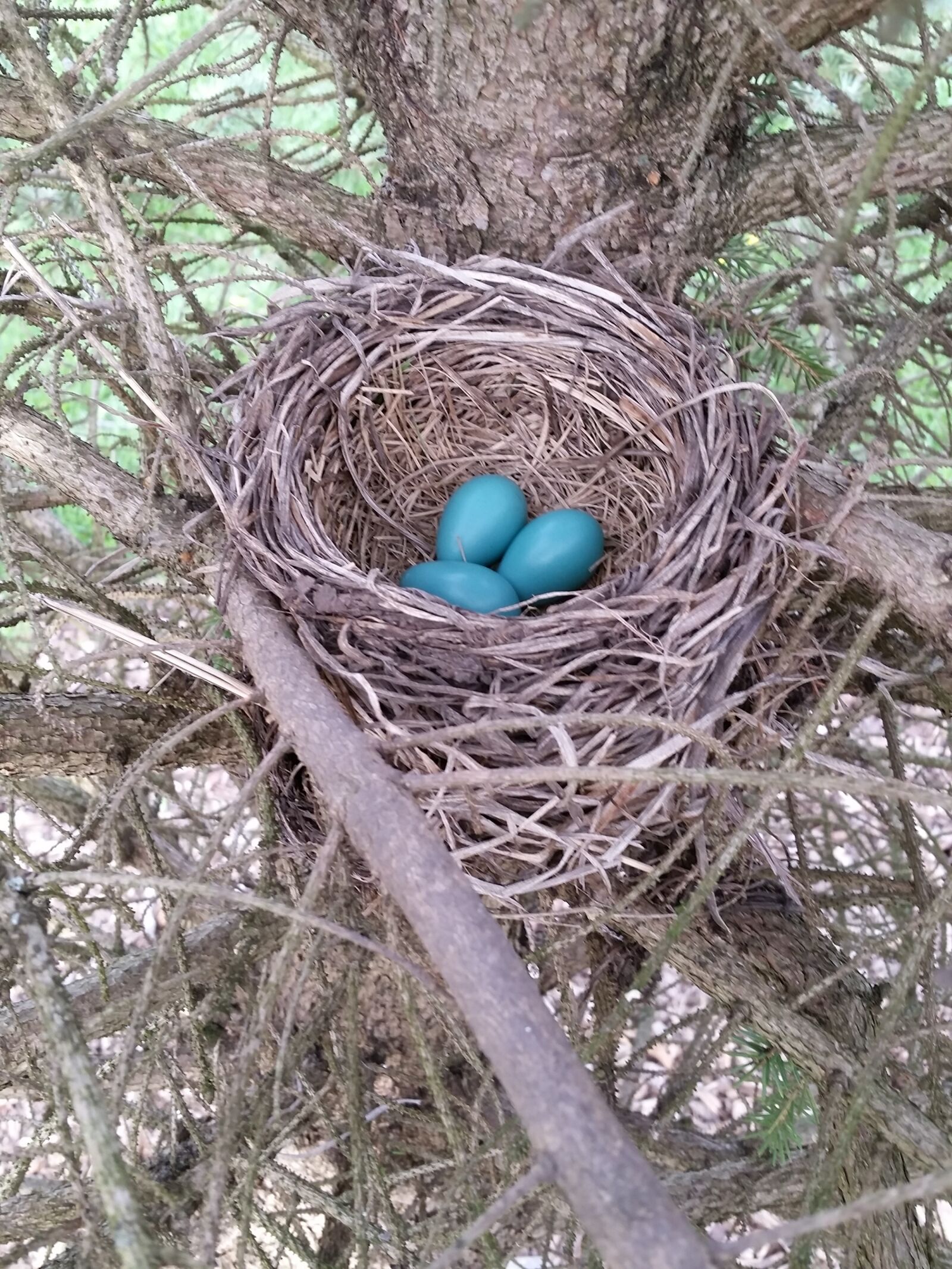 Samsung Galaxy S5 sample photo. Earth day, bird nest photography
