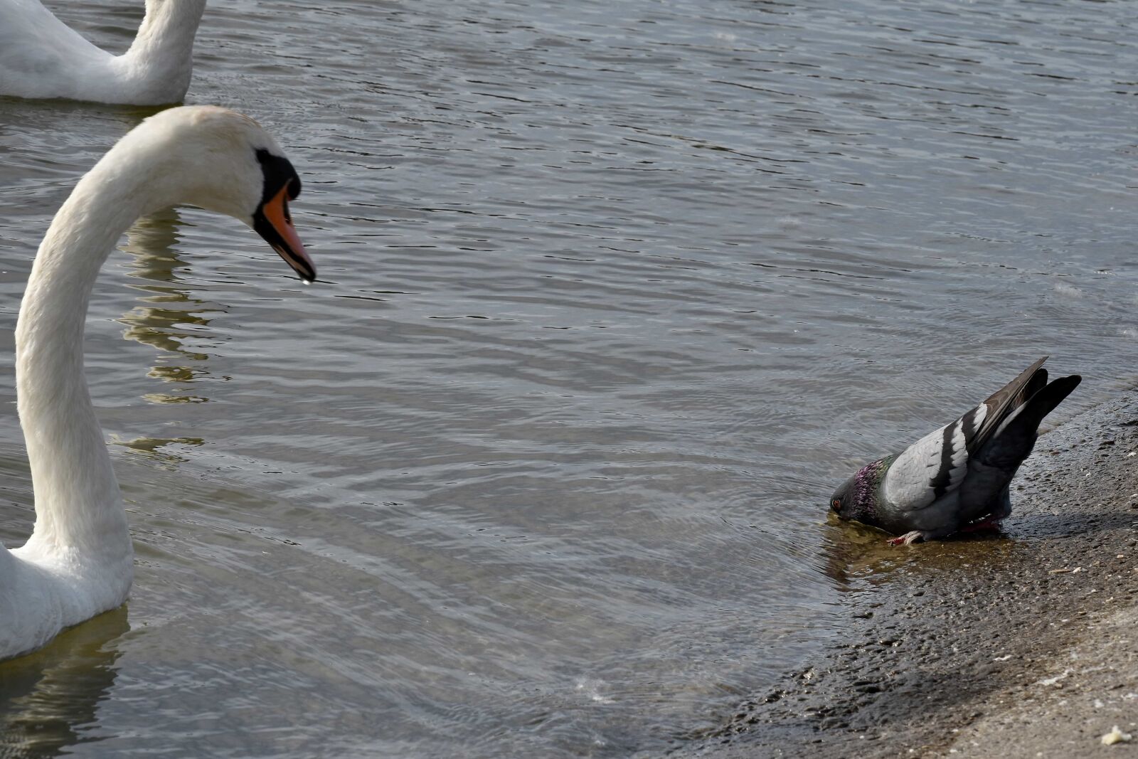 Nikon D5500 sample photo. Swan, aquatic bird, bird photography