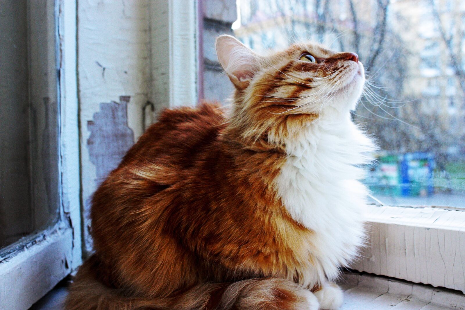 Canon EOS 450D (EOS Rebel XSi / EOS Kiss X2) sample photo. Orange cat, long-haired cat photography