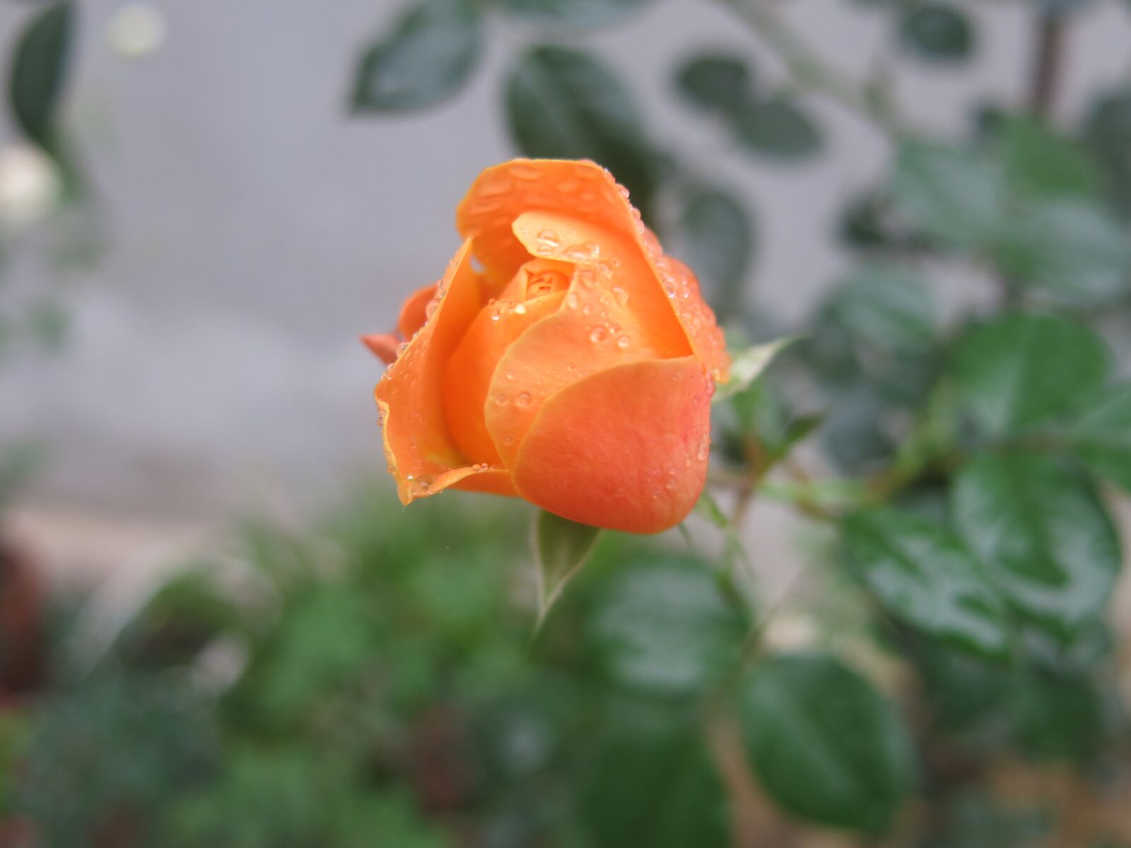 Canon PowerShot G15 sample photo. Leaf, nature, flower photography