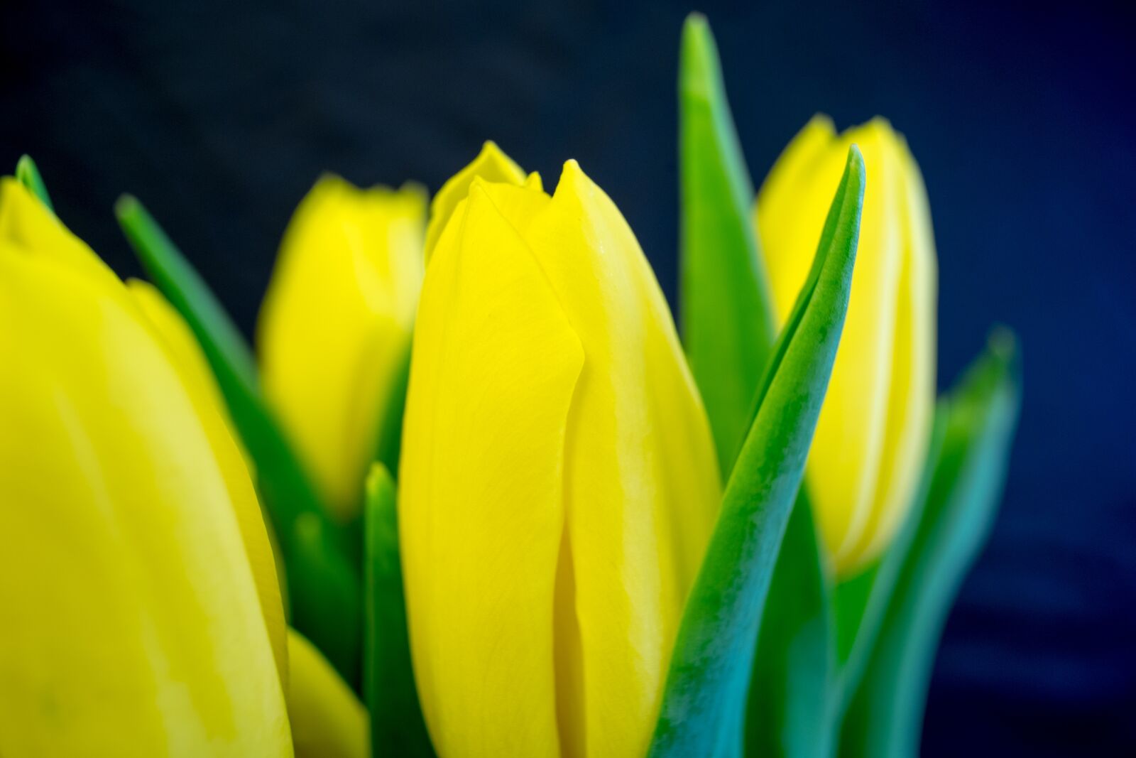 Fujifilm X-T10 sample photo. Nature, easter, tulip photography